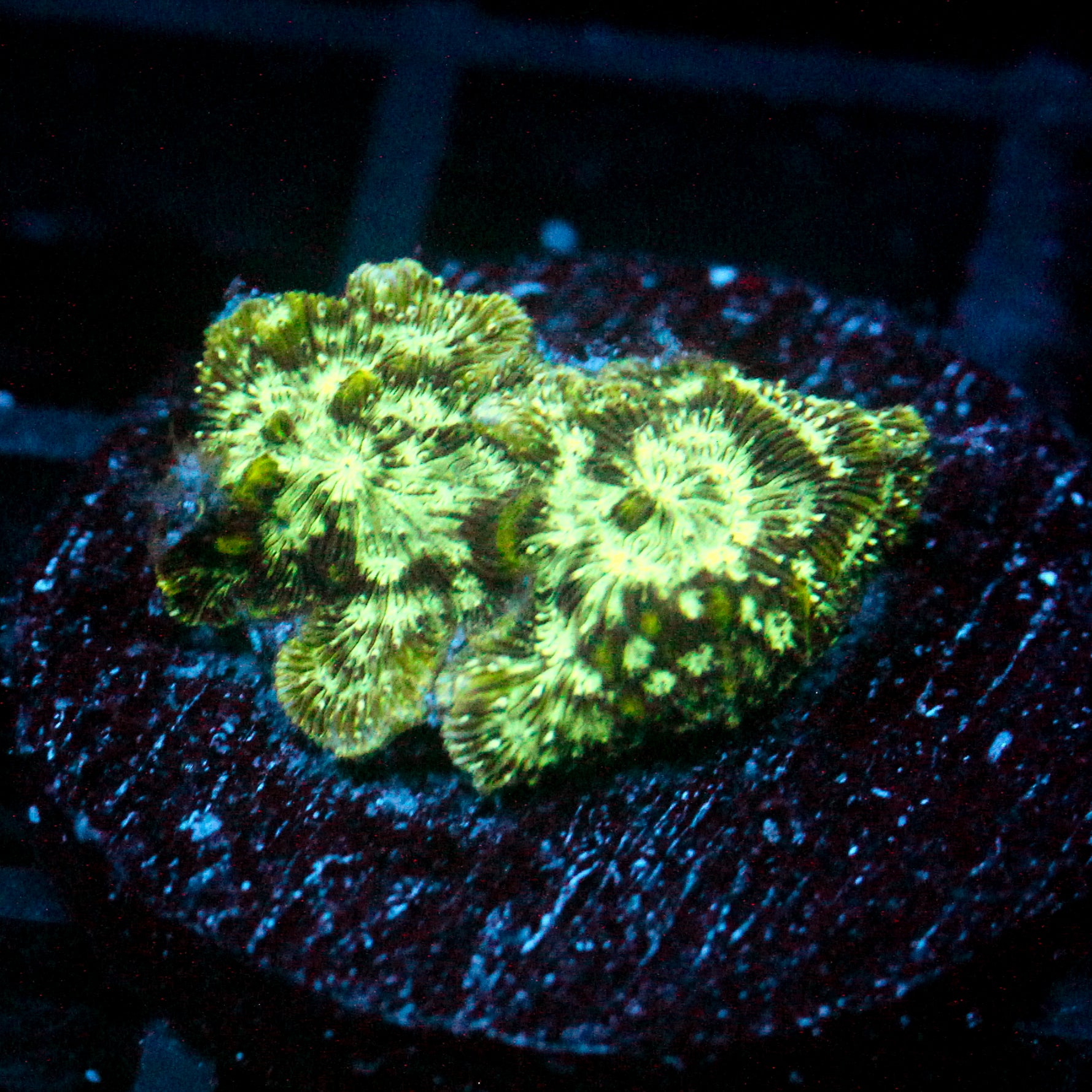 JC Storm Caller Leptoseris