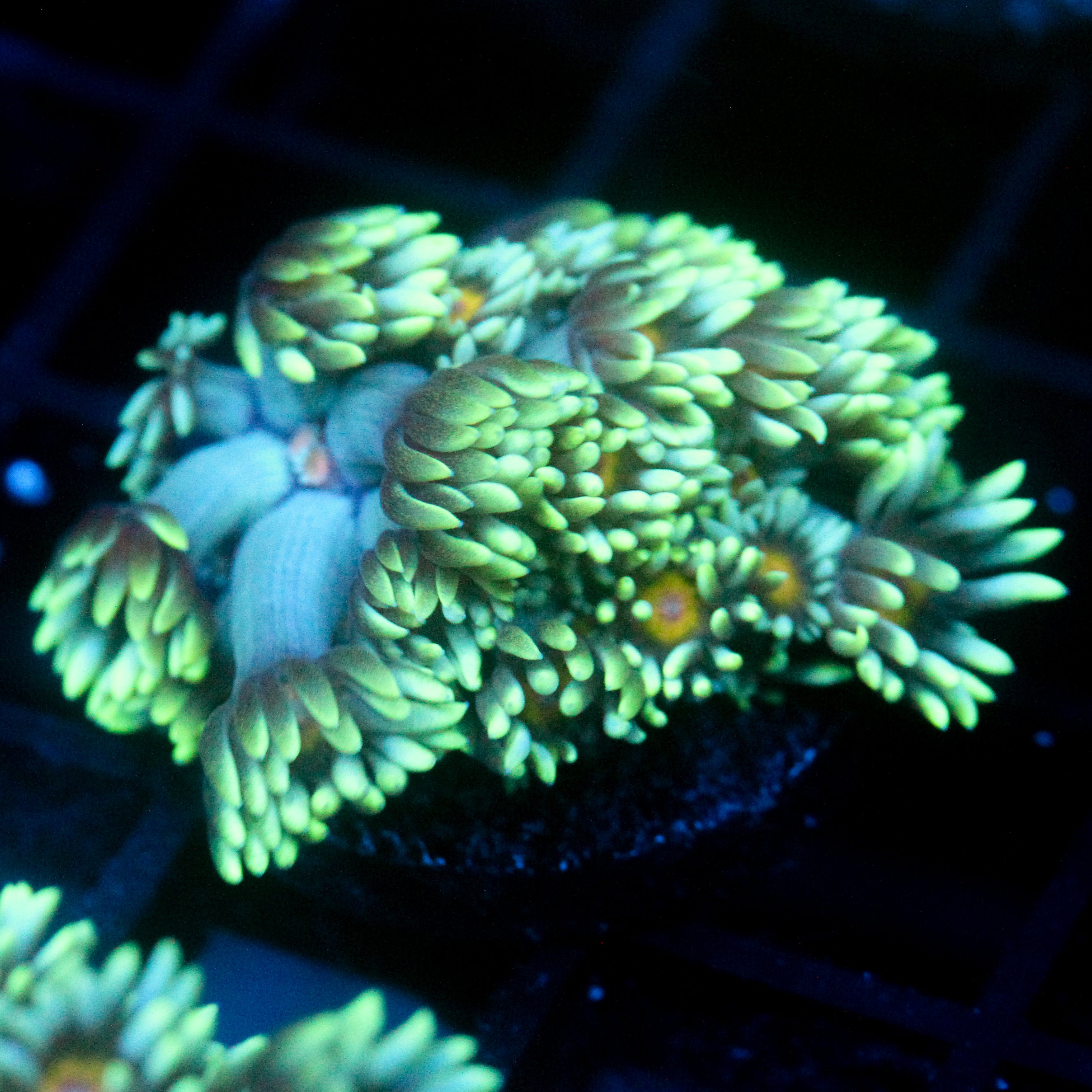 JC Wall Flower Goni