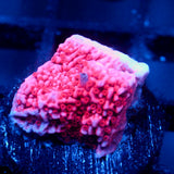 JC Pink Wave Monti