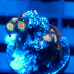 JC Alien Blood Zoanthid