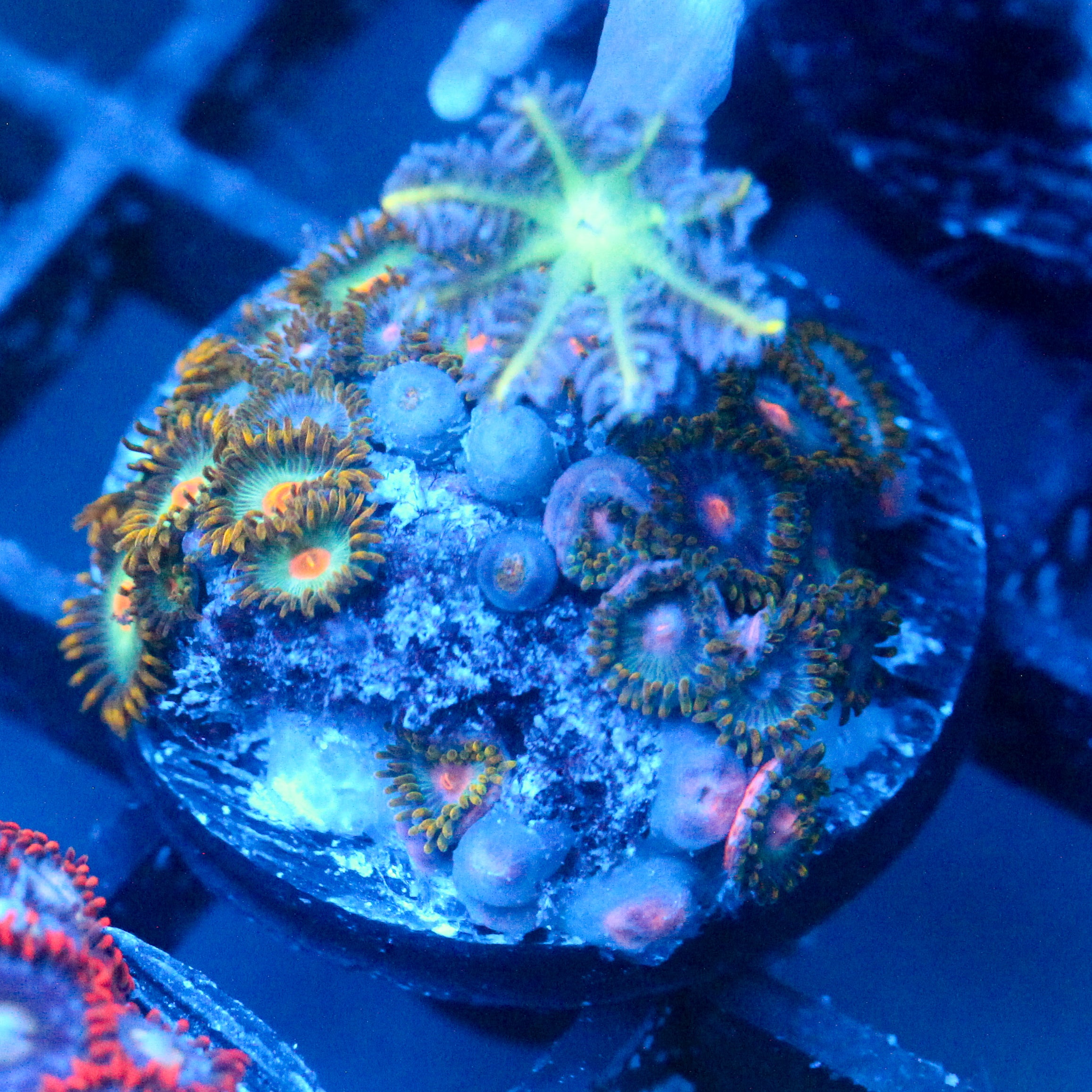 JC Zoa Garden Seed