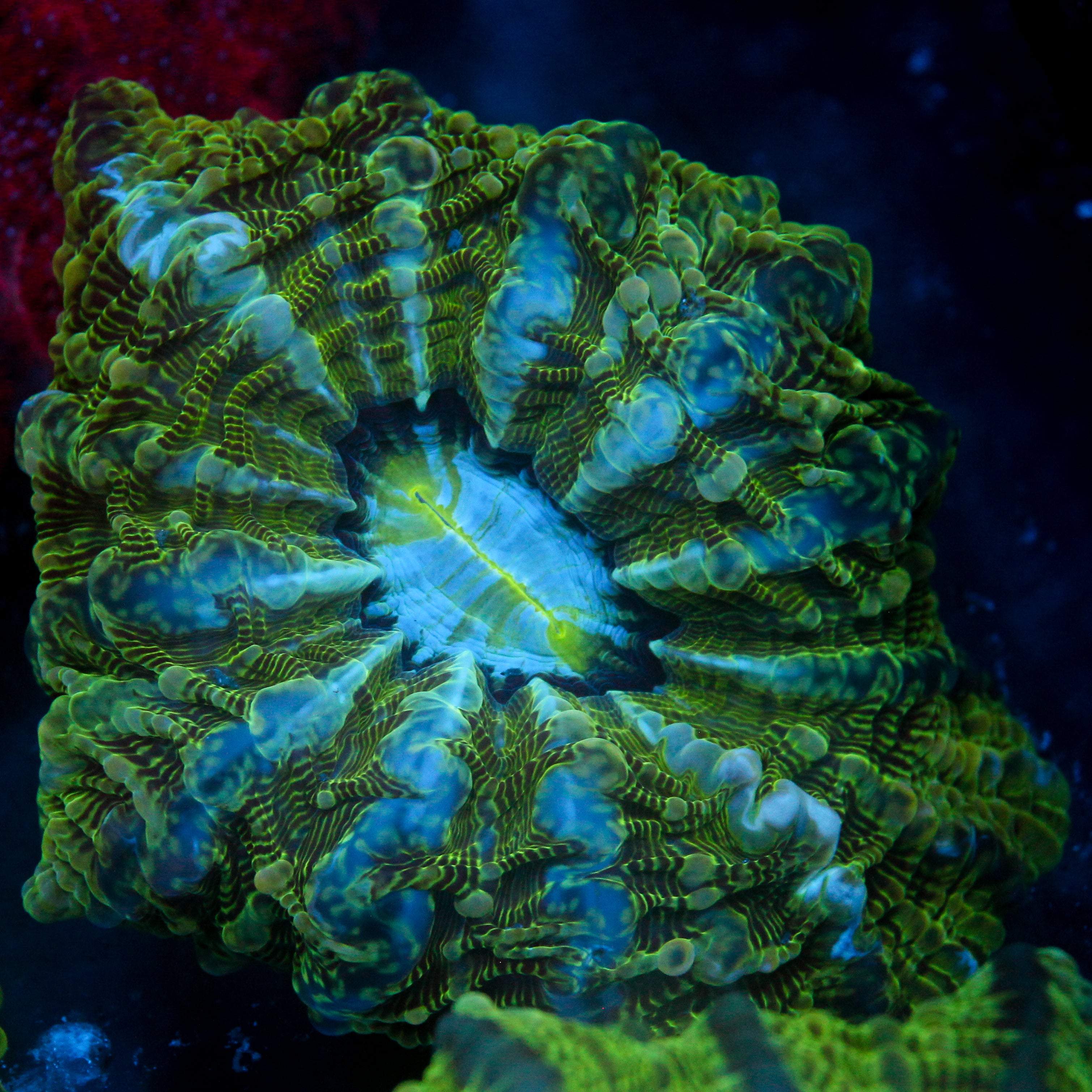 JC The Green Gauntlet Indophyllia 5"