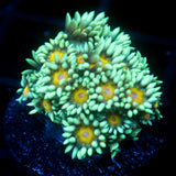 JC Wall Flower Goni