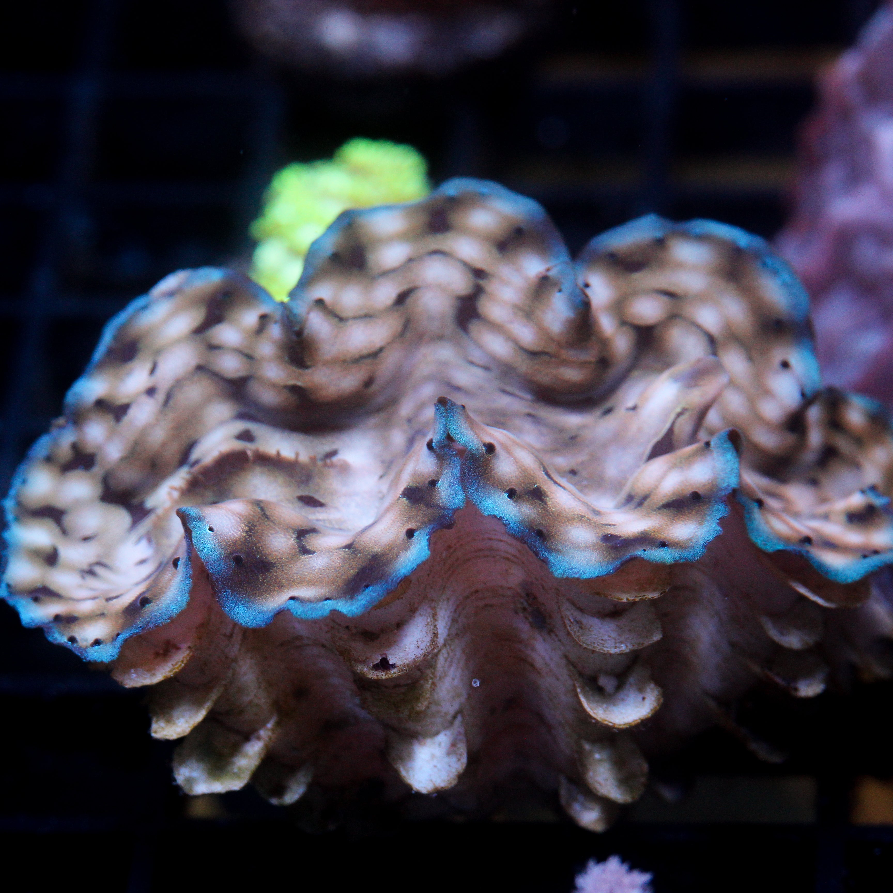 Biota Aquacultured Squamosa