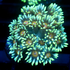 JC Sunflower Goni