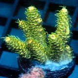 JC Green Machine Acro