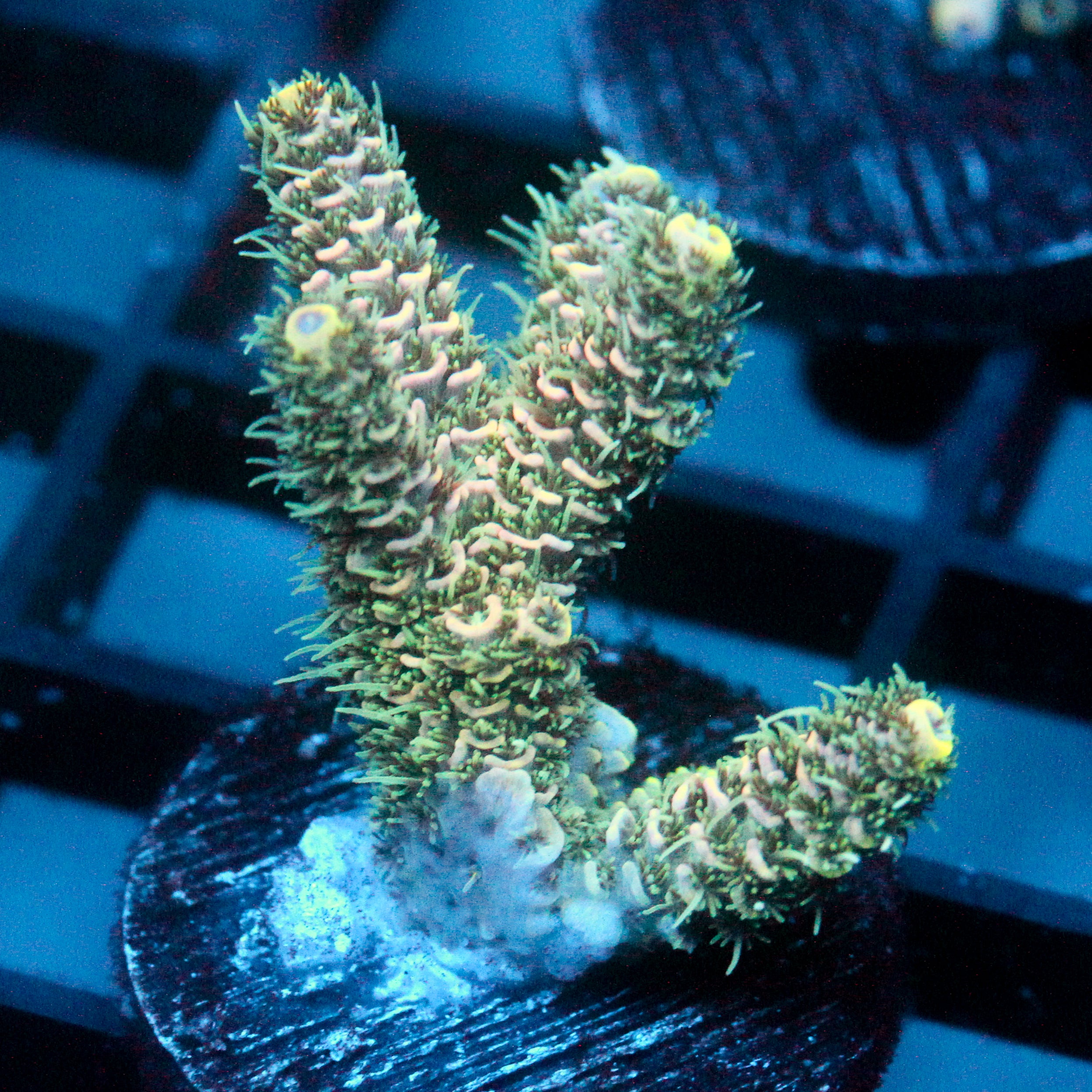 JC Green Tundra Acro