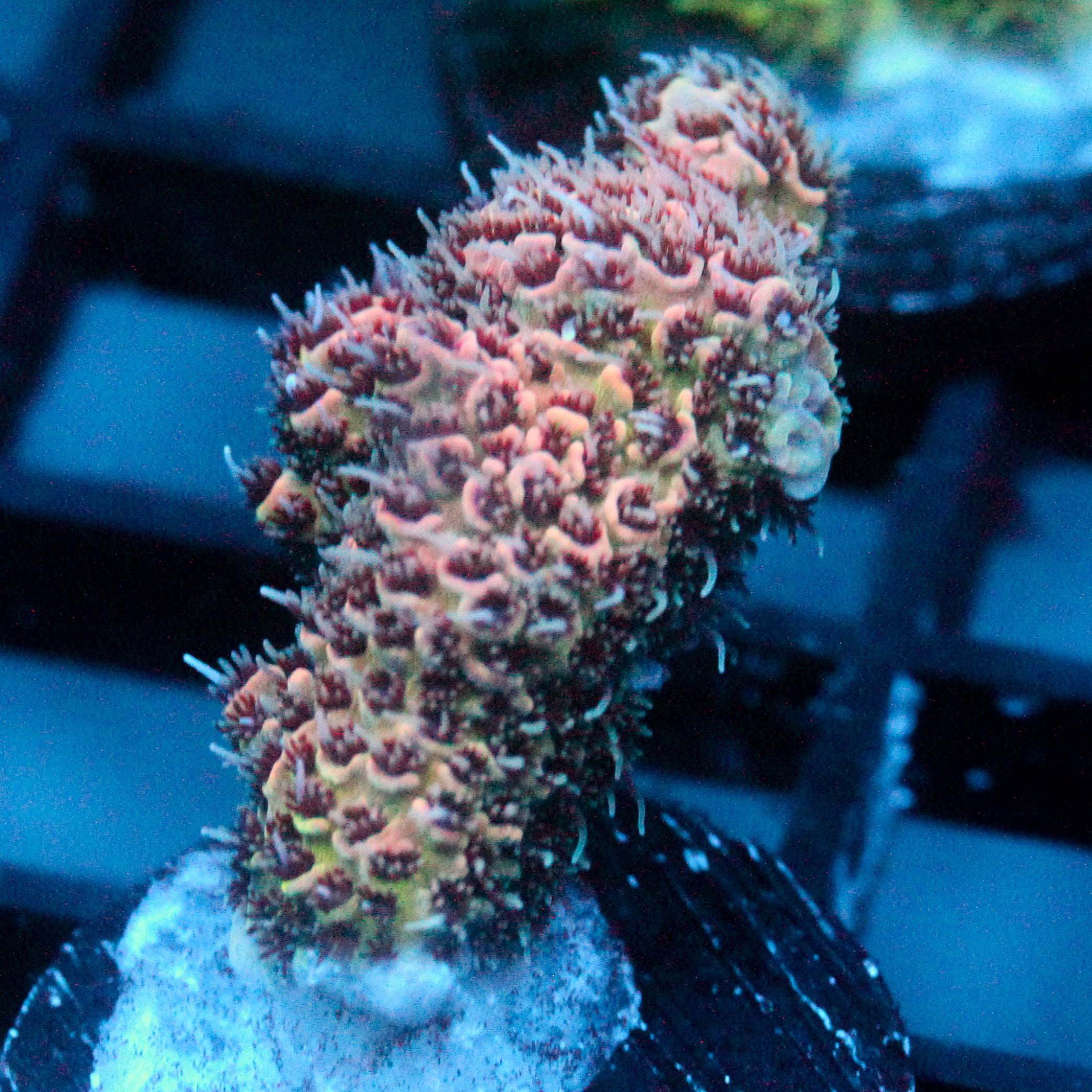 JC Pink Whisper Acro