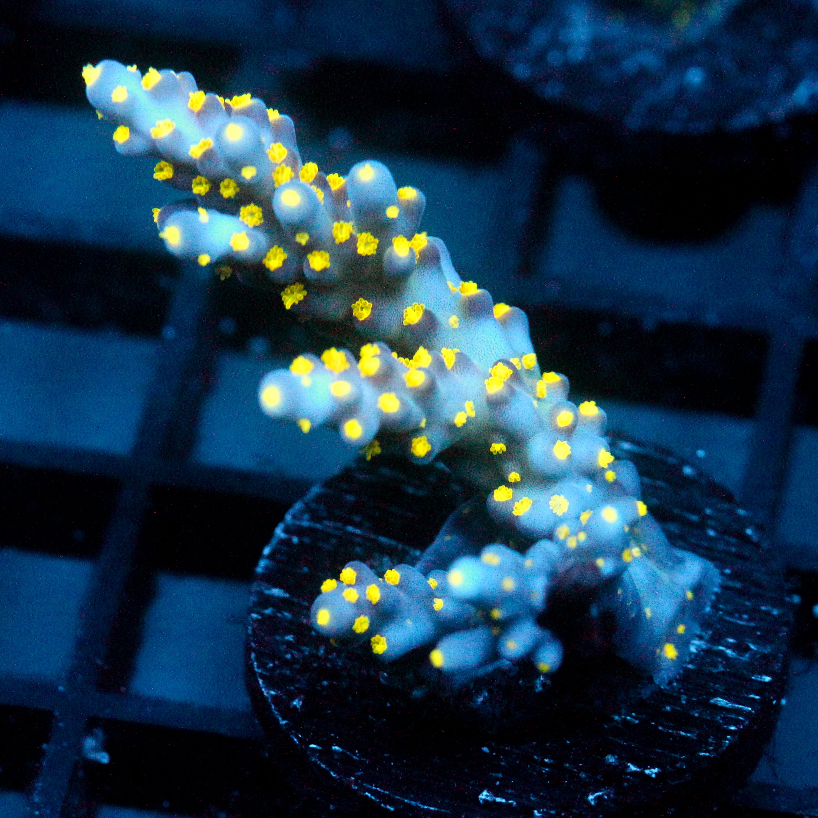 JC Bonsai Acro