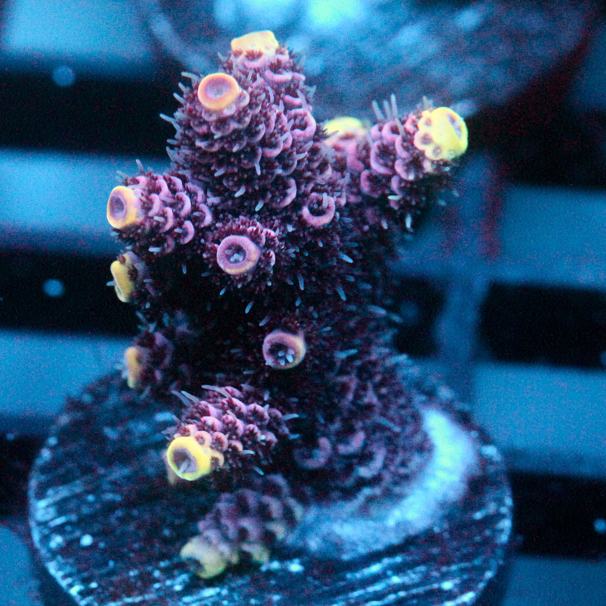 JC Hyacinth Acro
