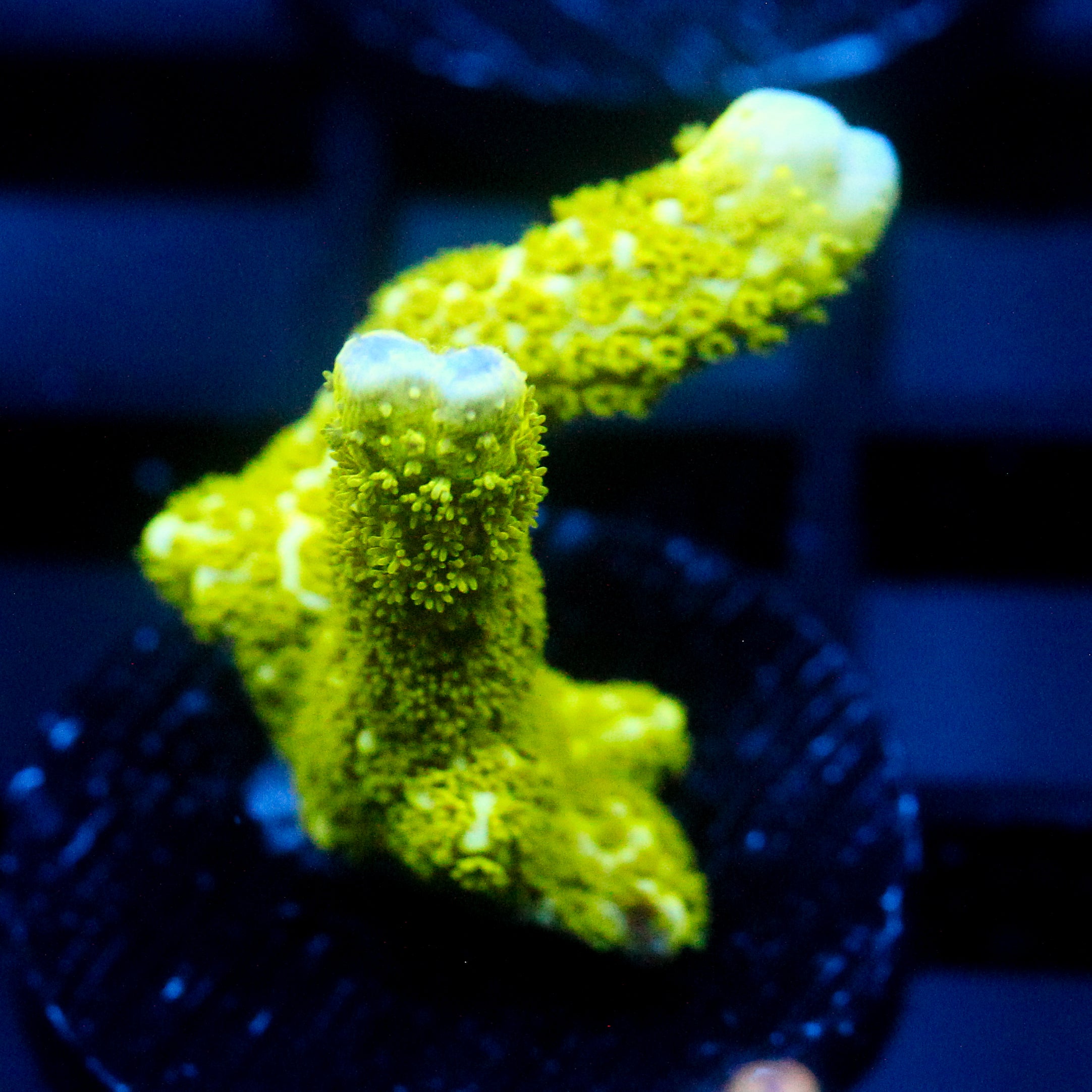 JC Neon Green Digi Monti