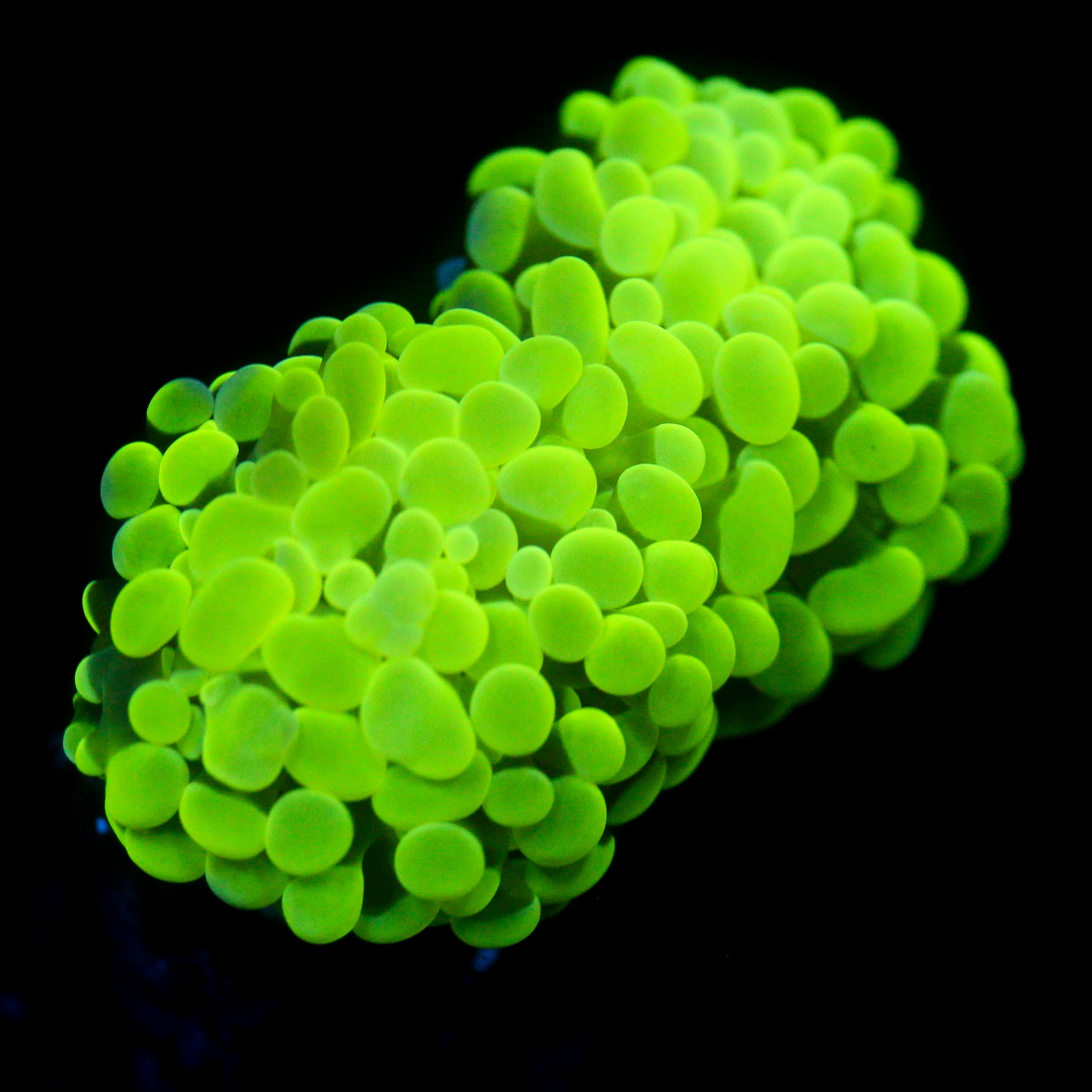 JC Flubber Frammer