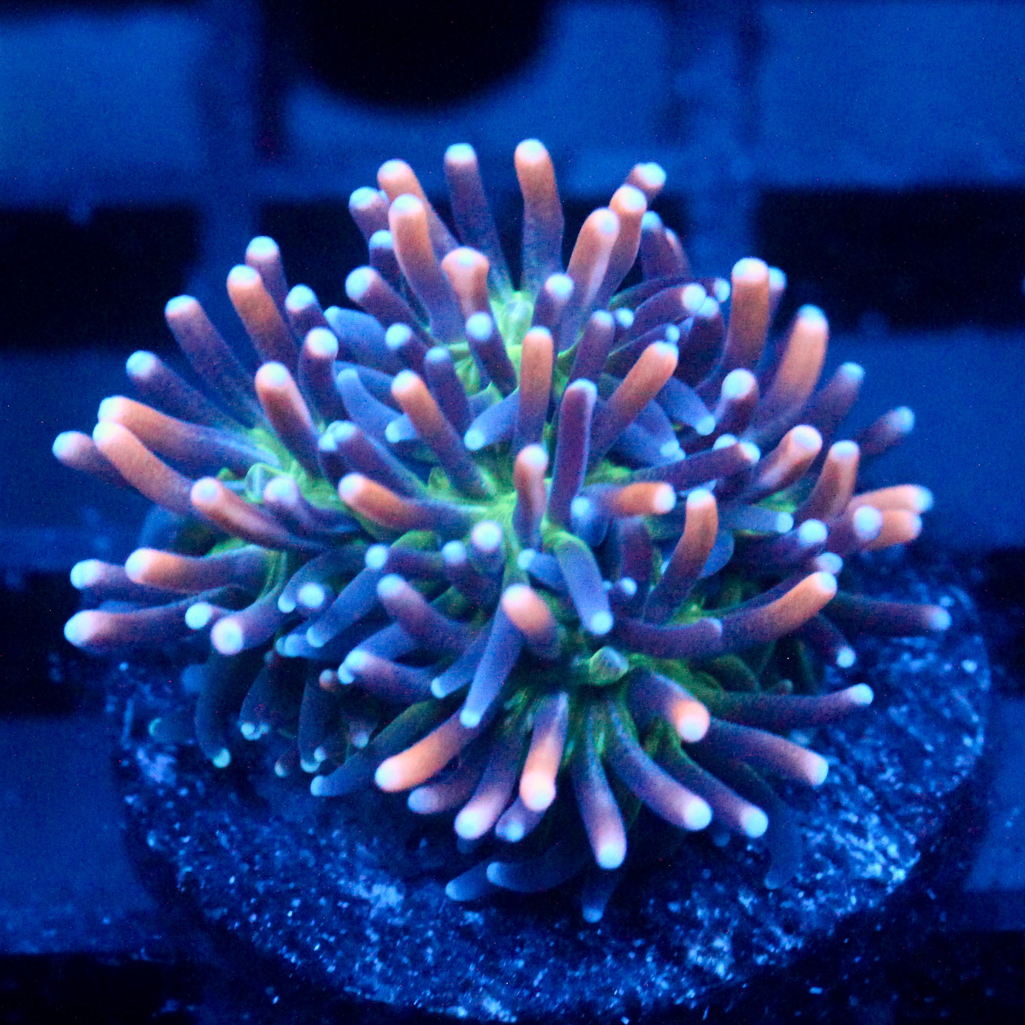 JC Sour sucker Galaxea