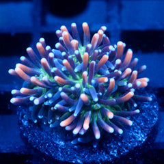 JC Sour sucker Galaxea