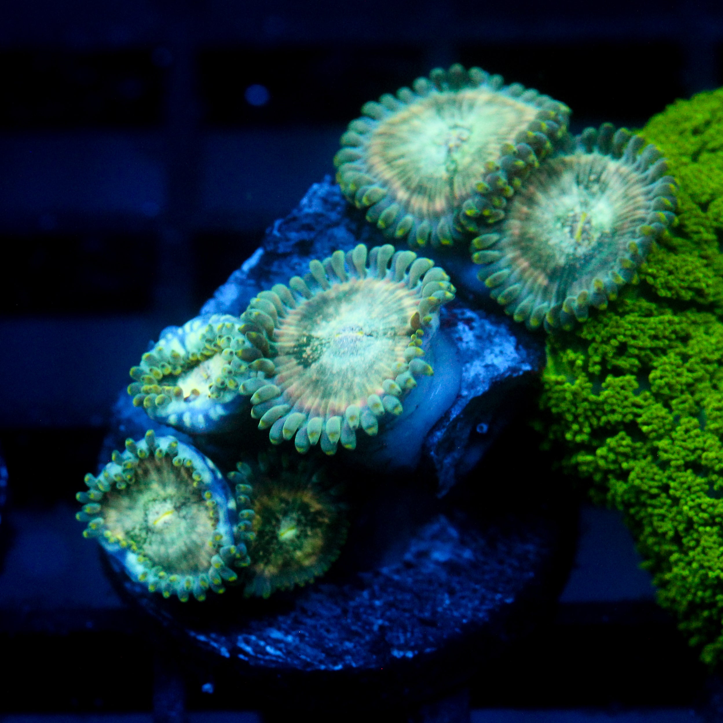 JC Hawaiian Ding Dang Zoanthid