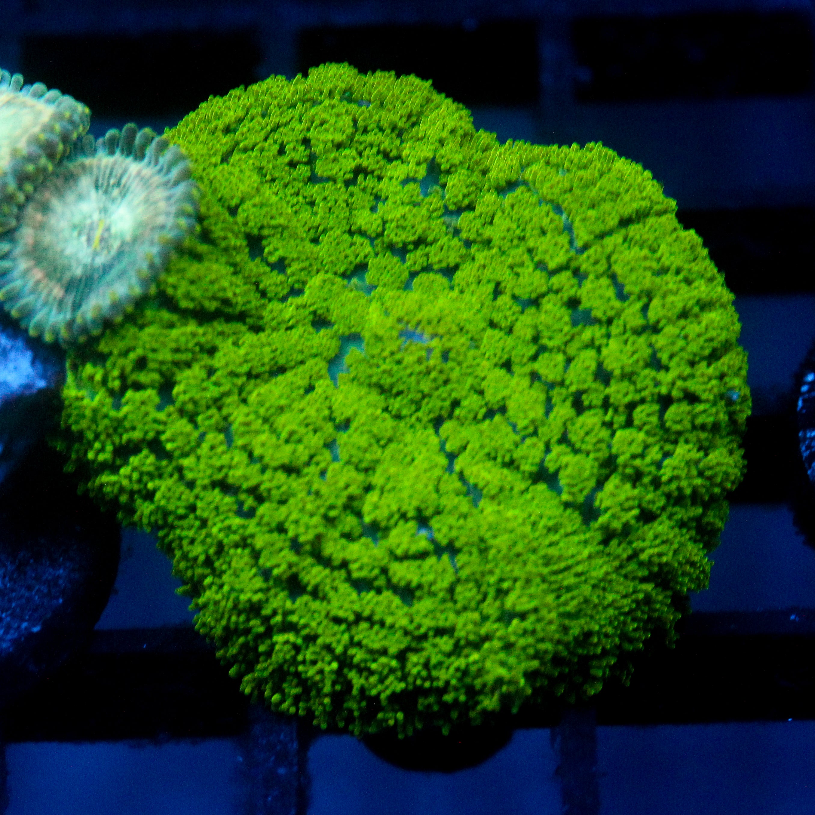 JC Neon Green Rhodactis Lg