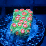 JC Evil Swarm Cyphastrea