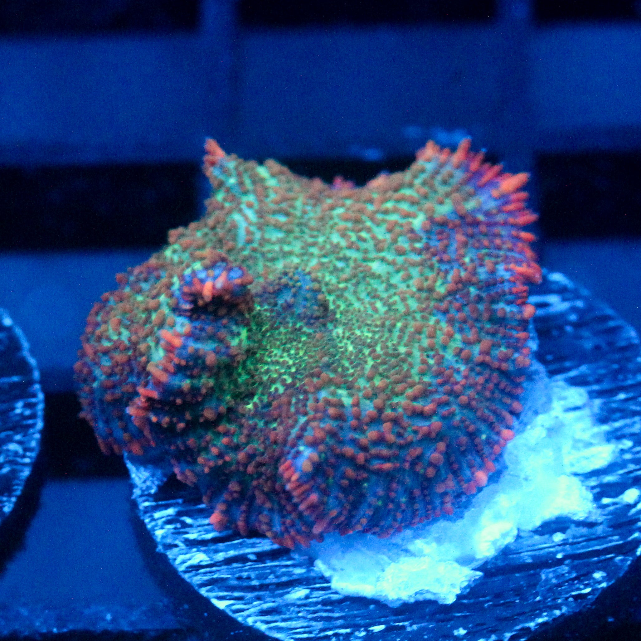 JC Cuprum Calamity Rhodactis