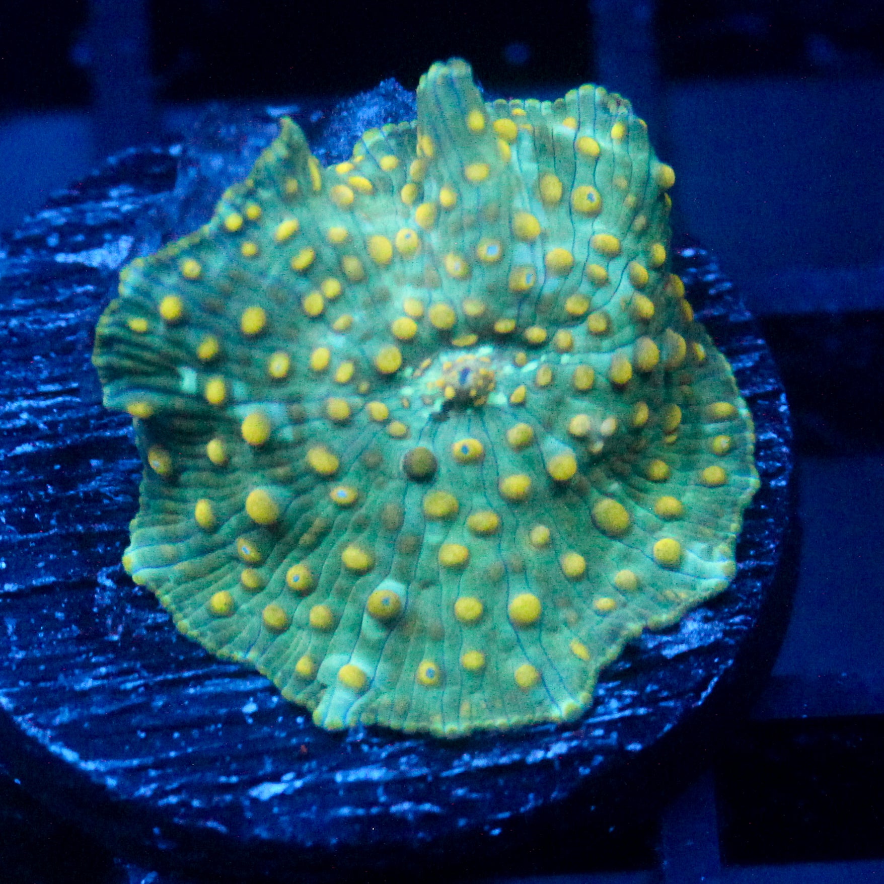 JC Firefly Discosoma