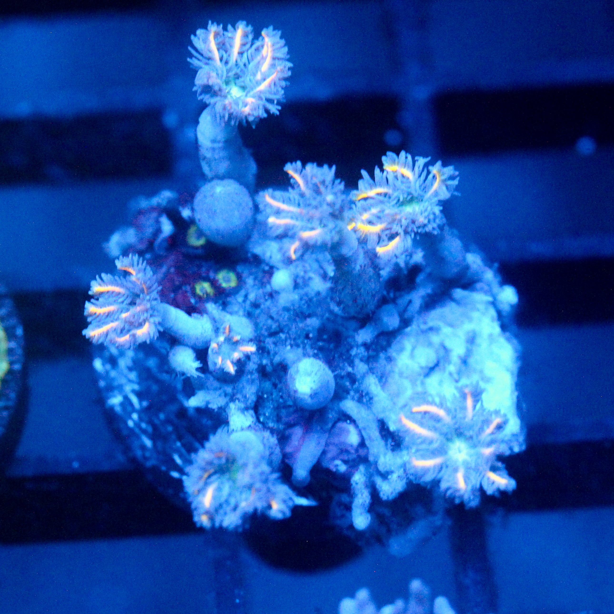 JC Orange Tip Clove Polyp