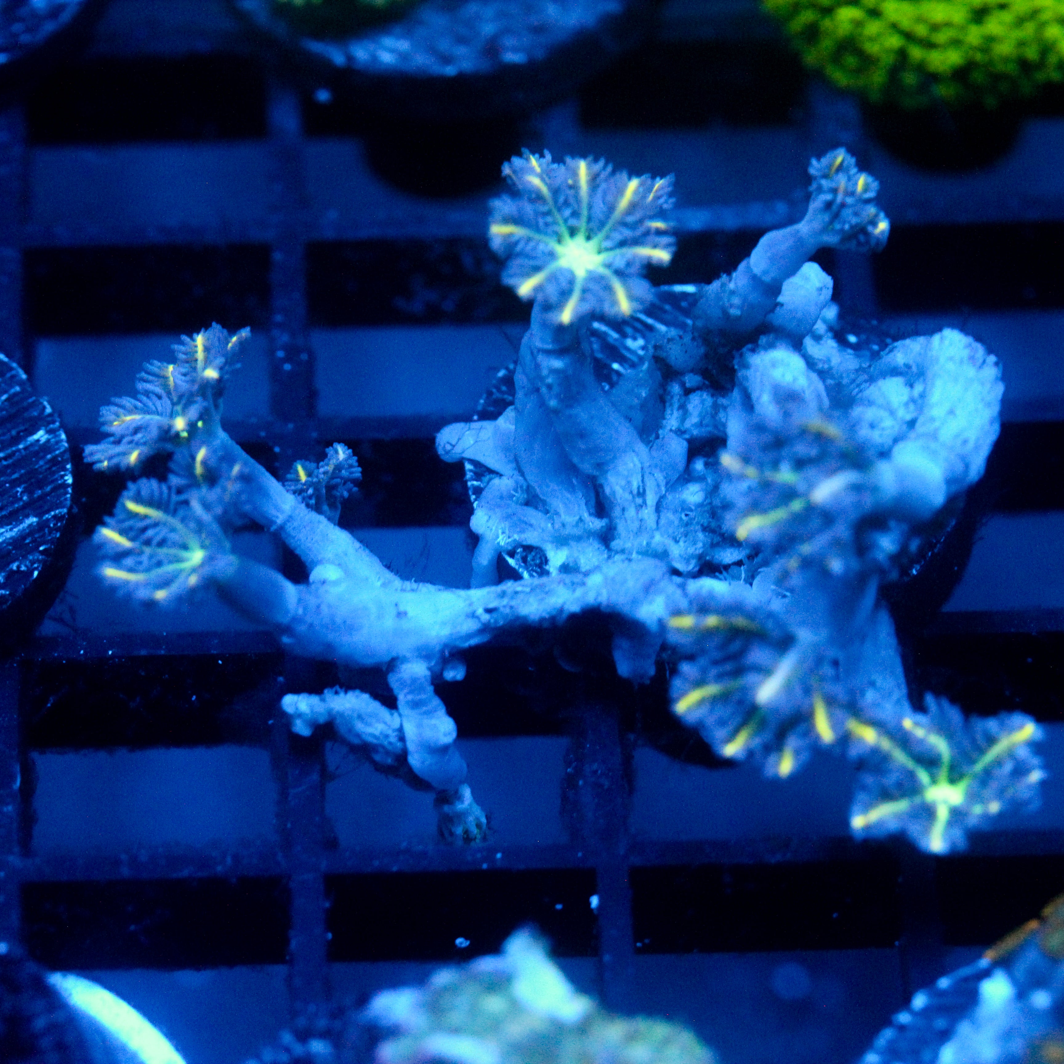 JC Yellow Tip Clove Polyp
