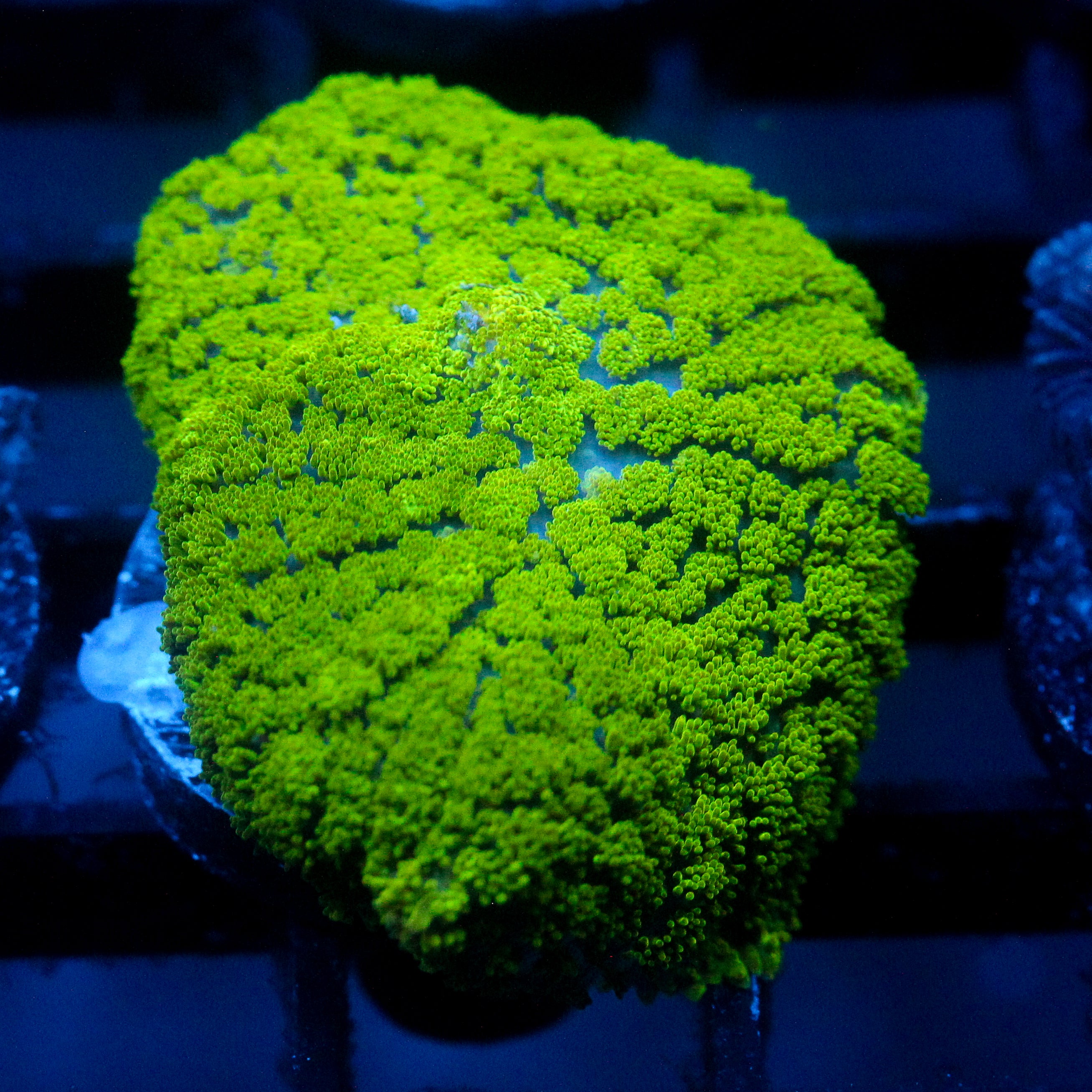 JC Neon Green Rhodactis Lg