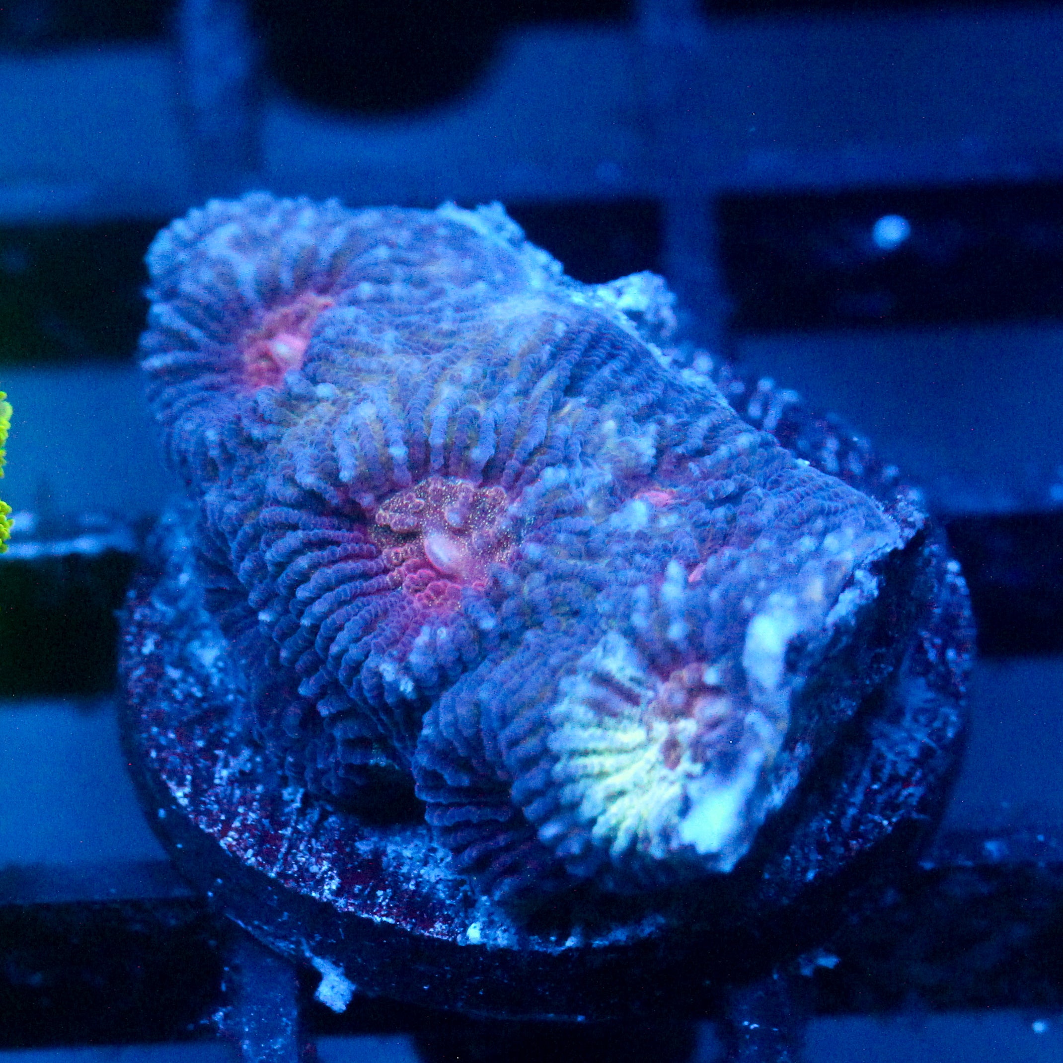 JC War Torn Favia