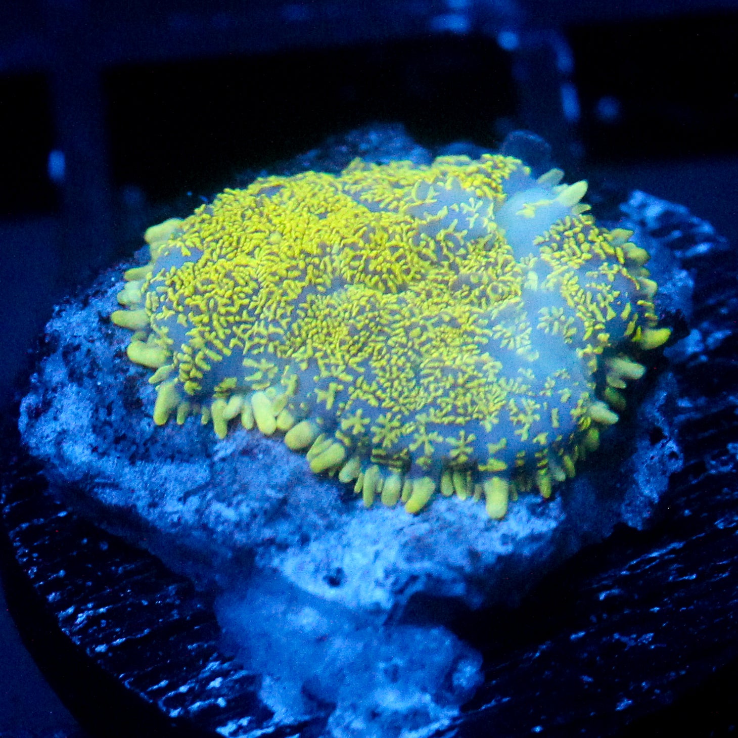 JC Glowstone Rhodactis