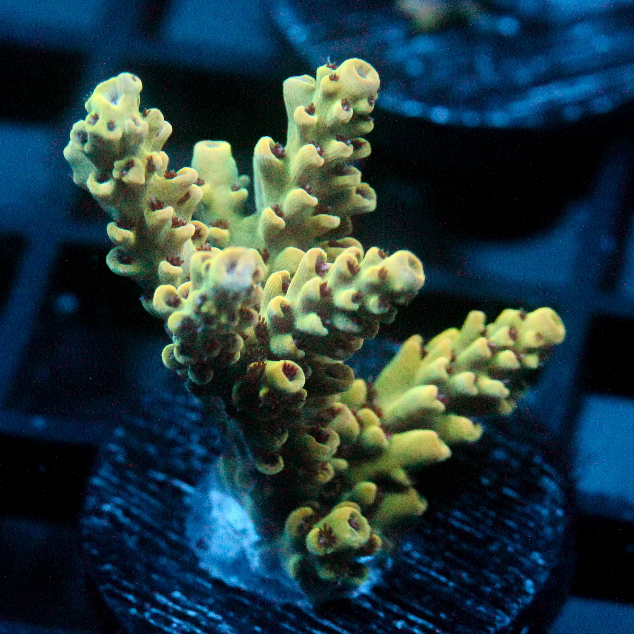 JC Frankensteins Monster Acro