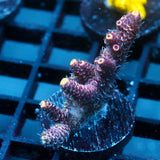 JC Hyacinth Acro