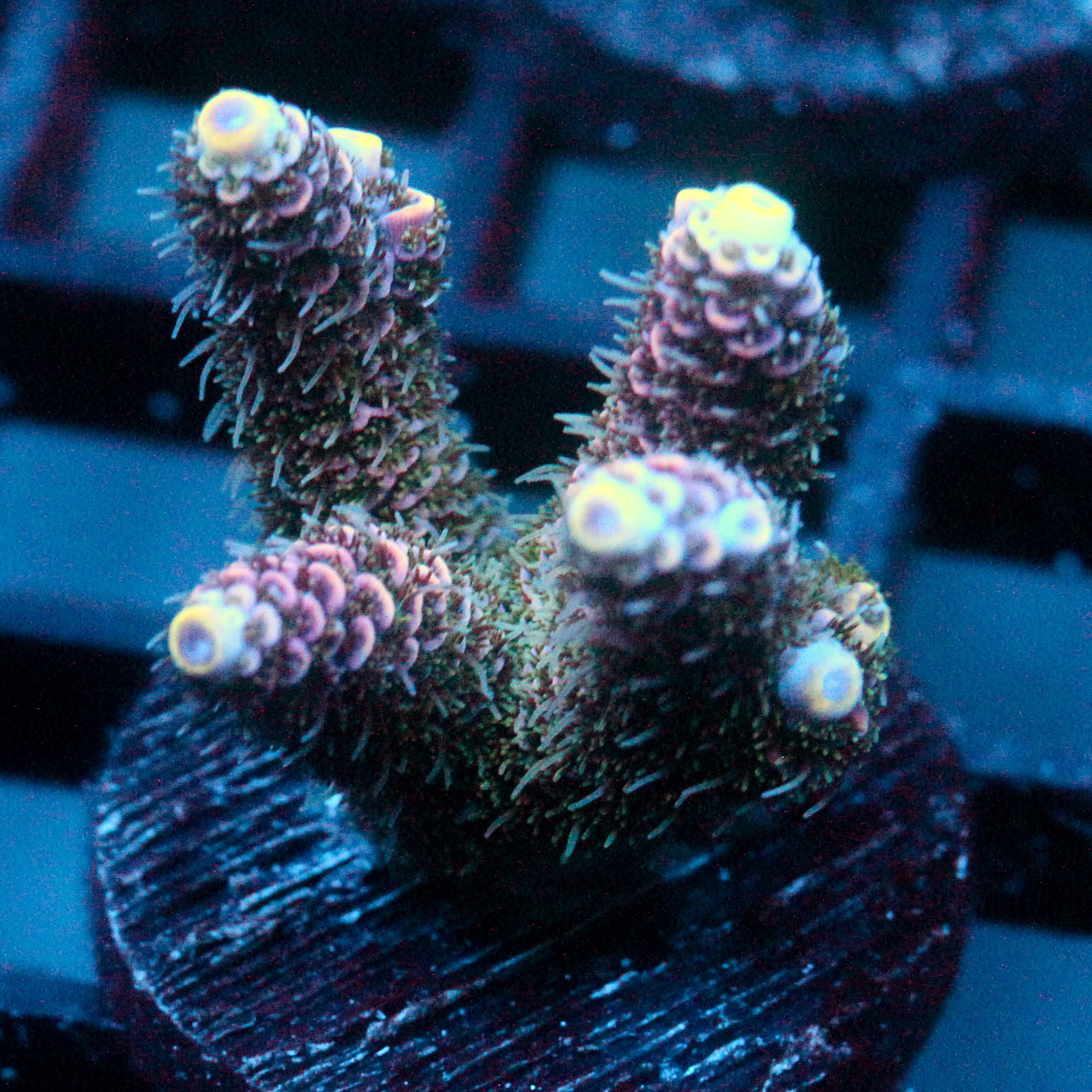 JC Enchantment Acro