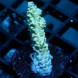 JC Green Furr Acro