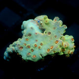 JC Peachy Petals Center Trunk Cut Acro