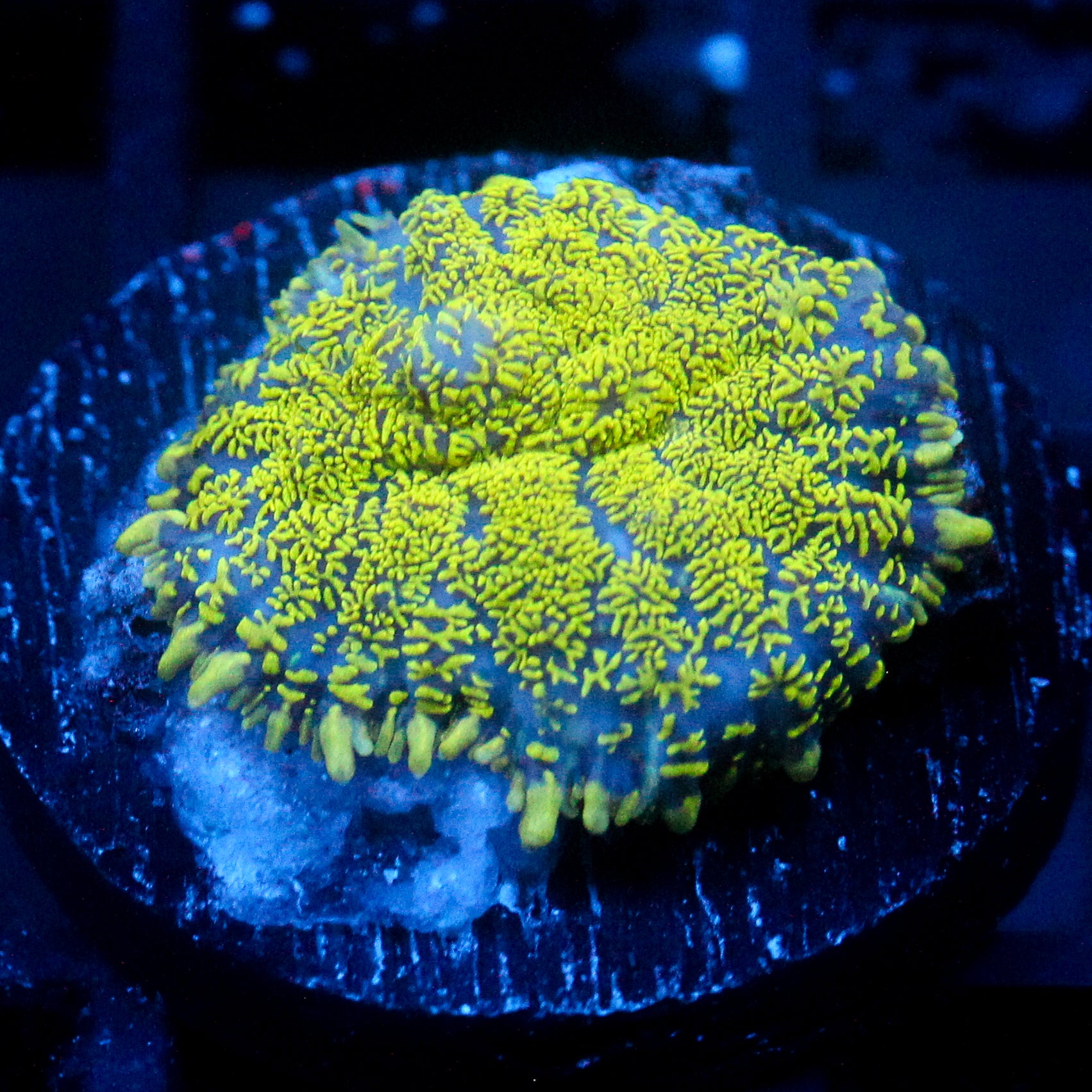 JC Glowstone Rhodactis