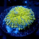 JC Glowstone Rhodactis