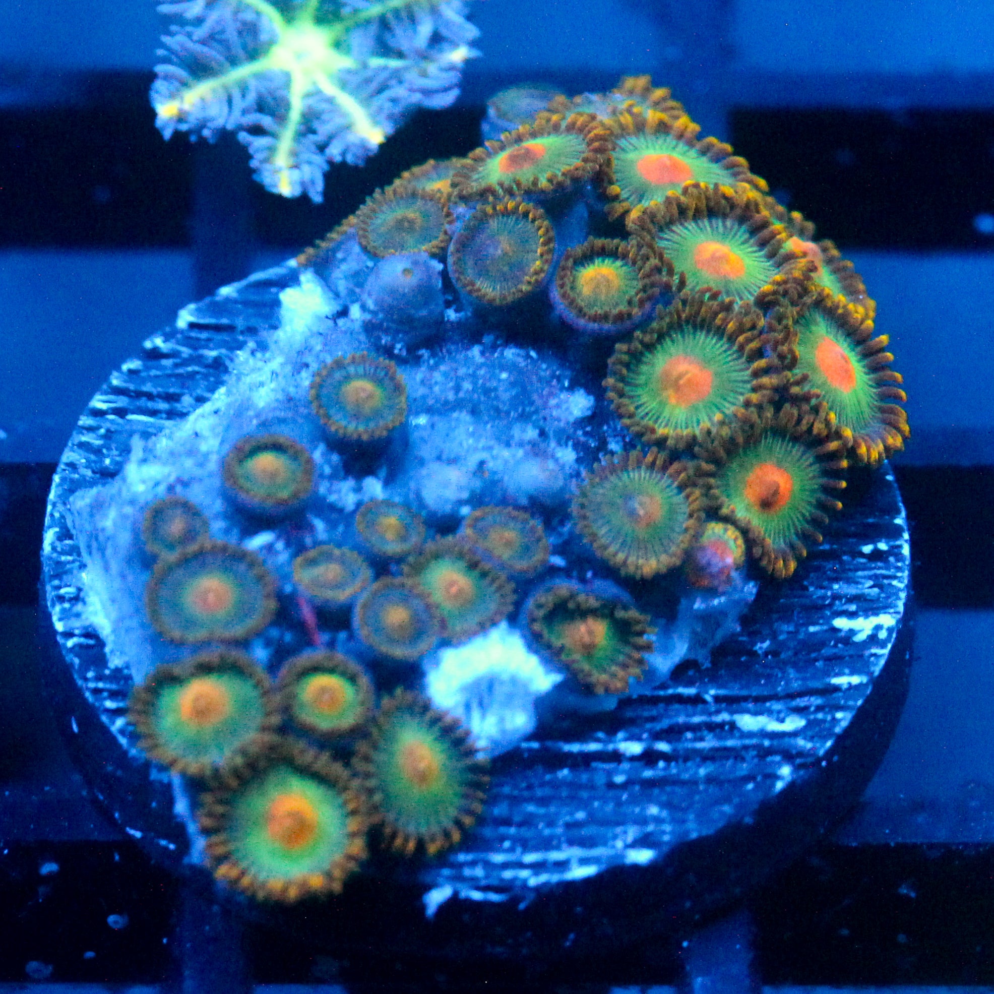 JC Alien Blood Zoanthid