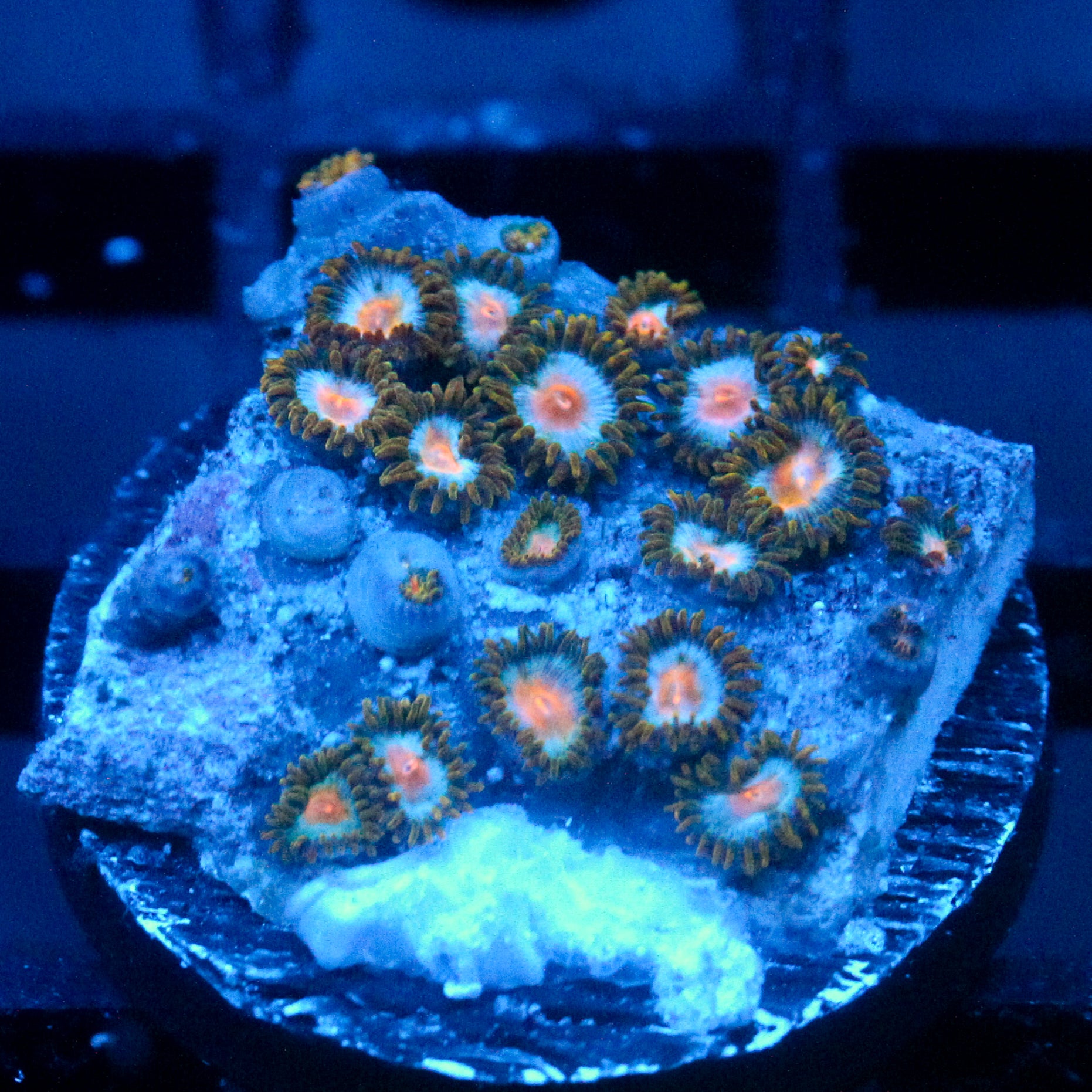 JC Blue Blast Zoanthid