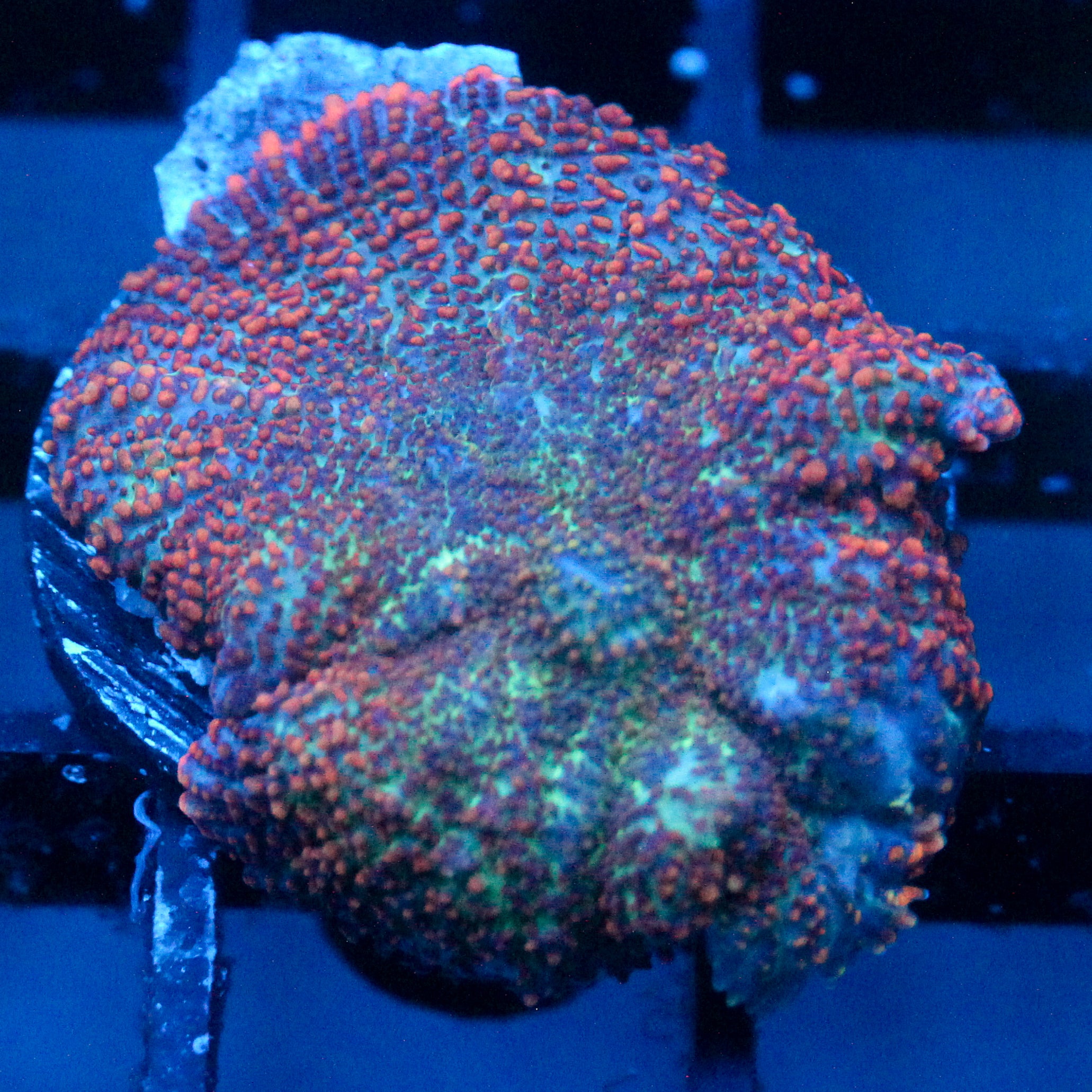 JC Cuprum Calamity Rhodactis