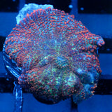 JC Cuprum Calamity Rhodactis