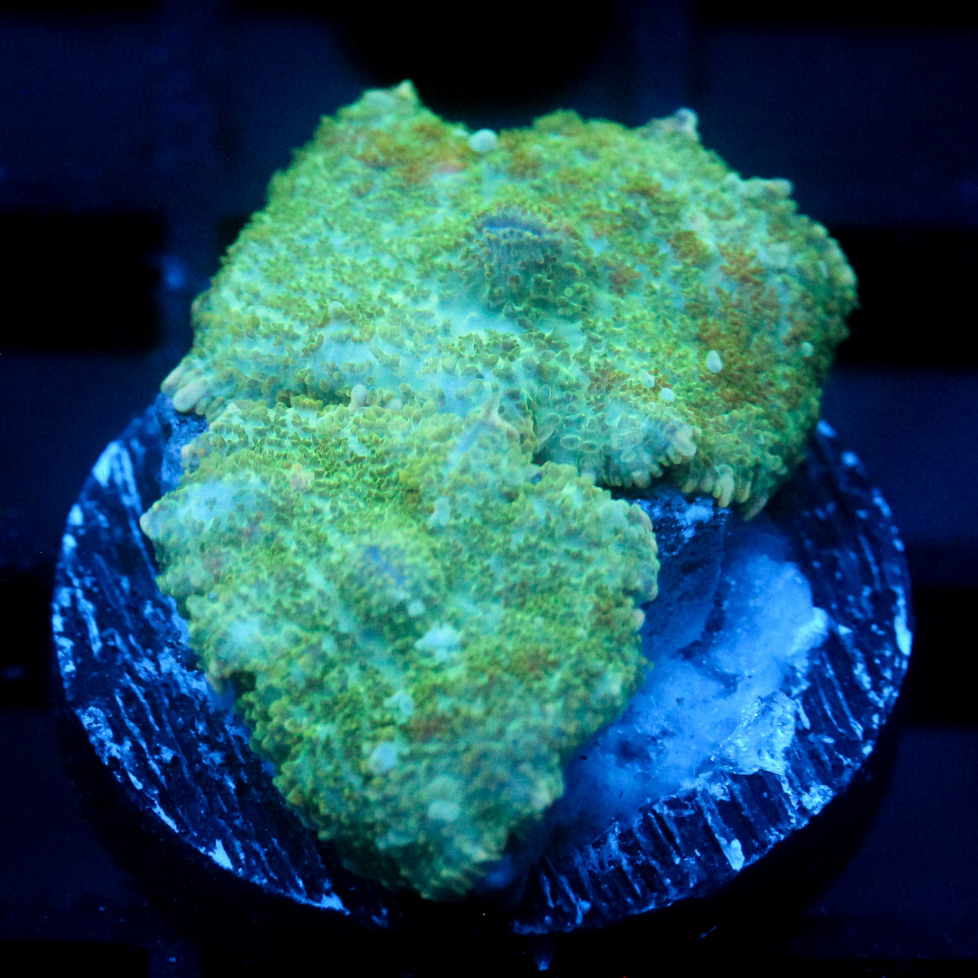 JC Lush Mesa Biome Rhodactis