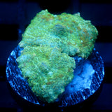 JC Lush Mesa Biome Rhodactis
