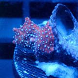JC Blue Pimple Discosoma