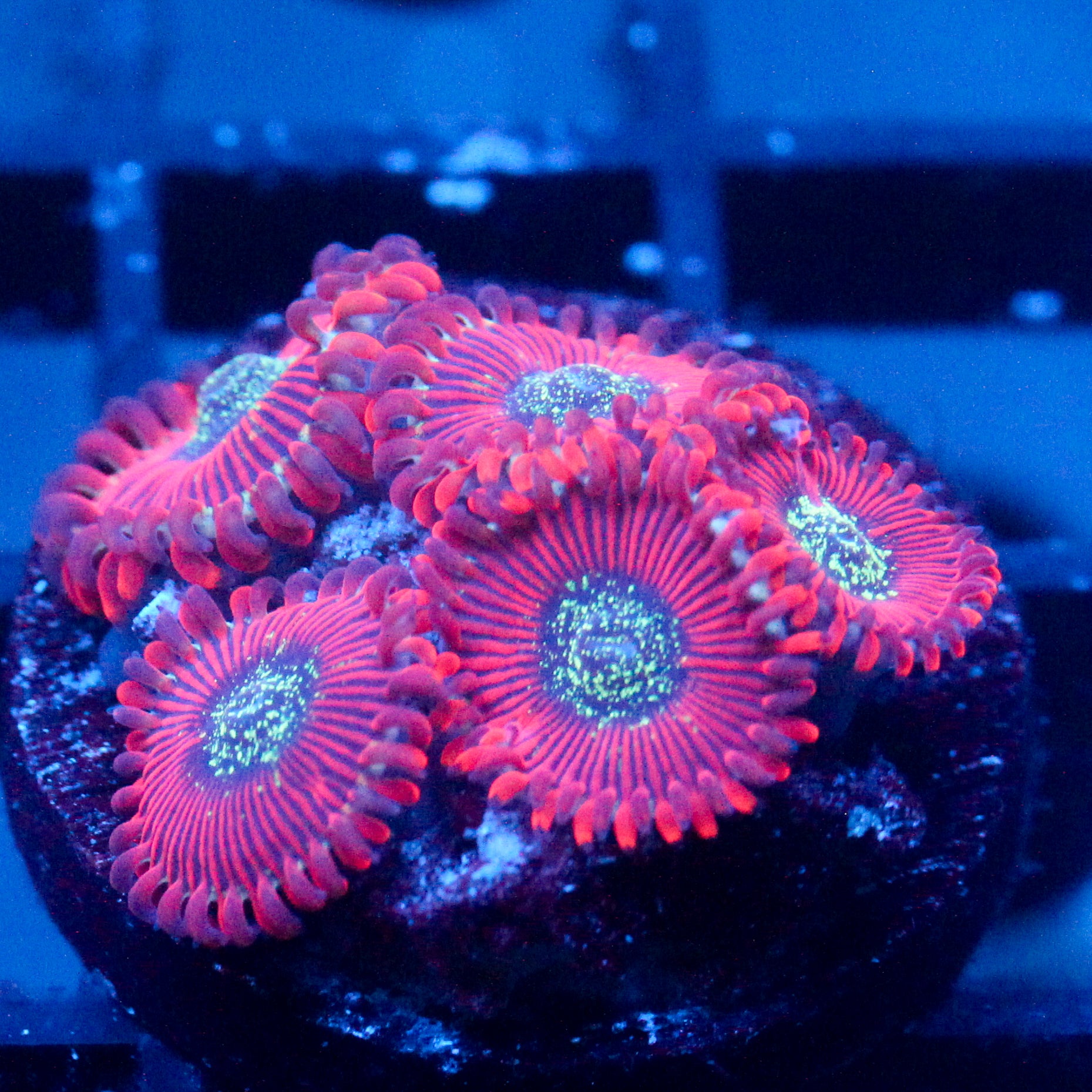 JC Magician's Zoanthid