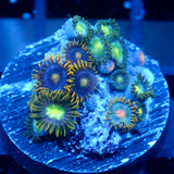 JC Zoa Garden Seed