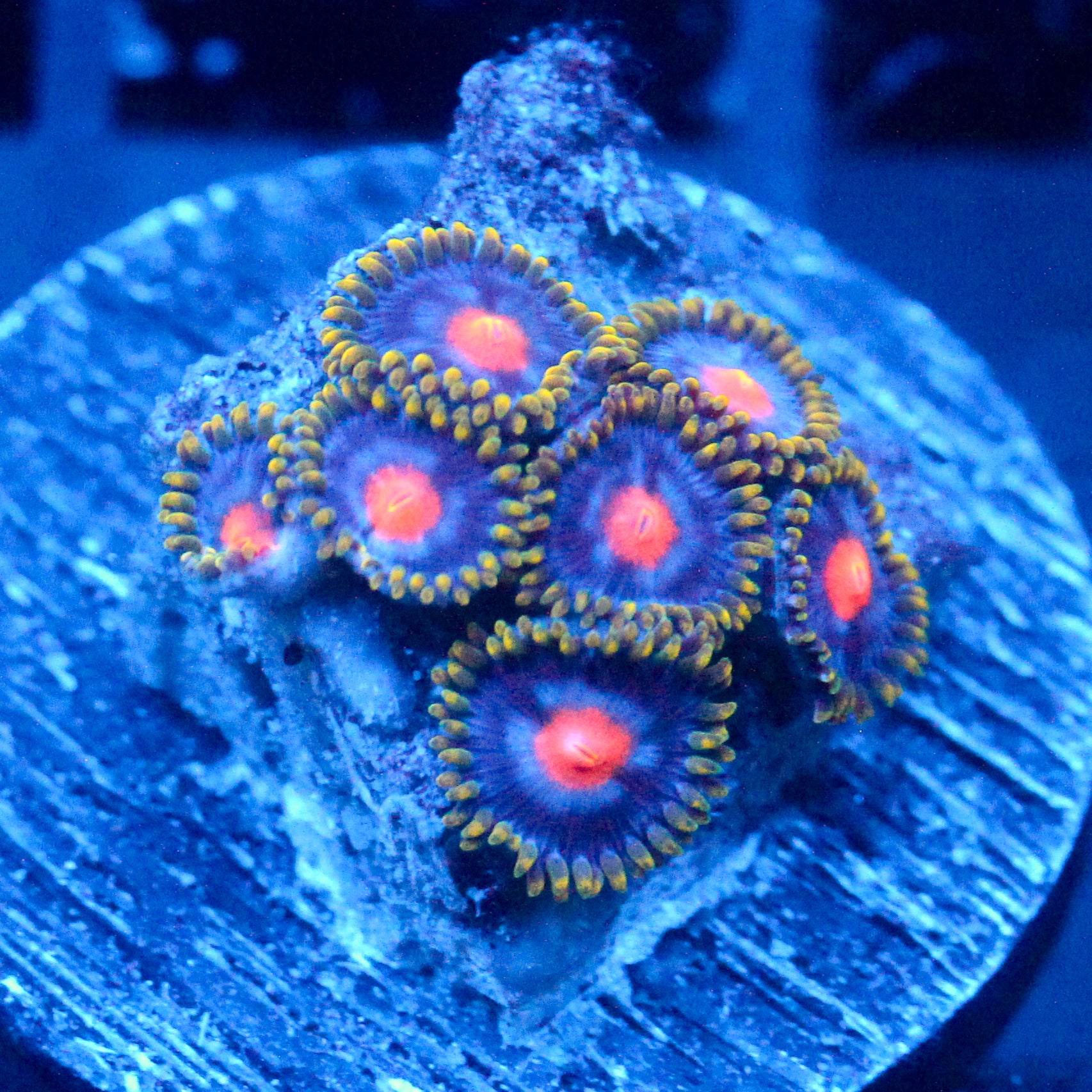 JC Gold Burn Zoanthid
