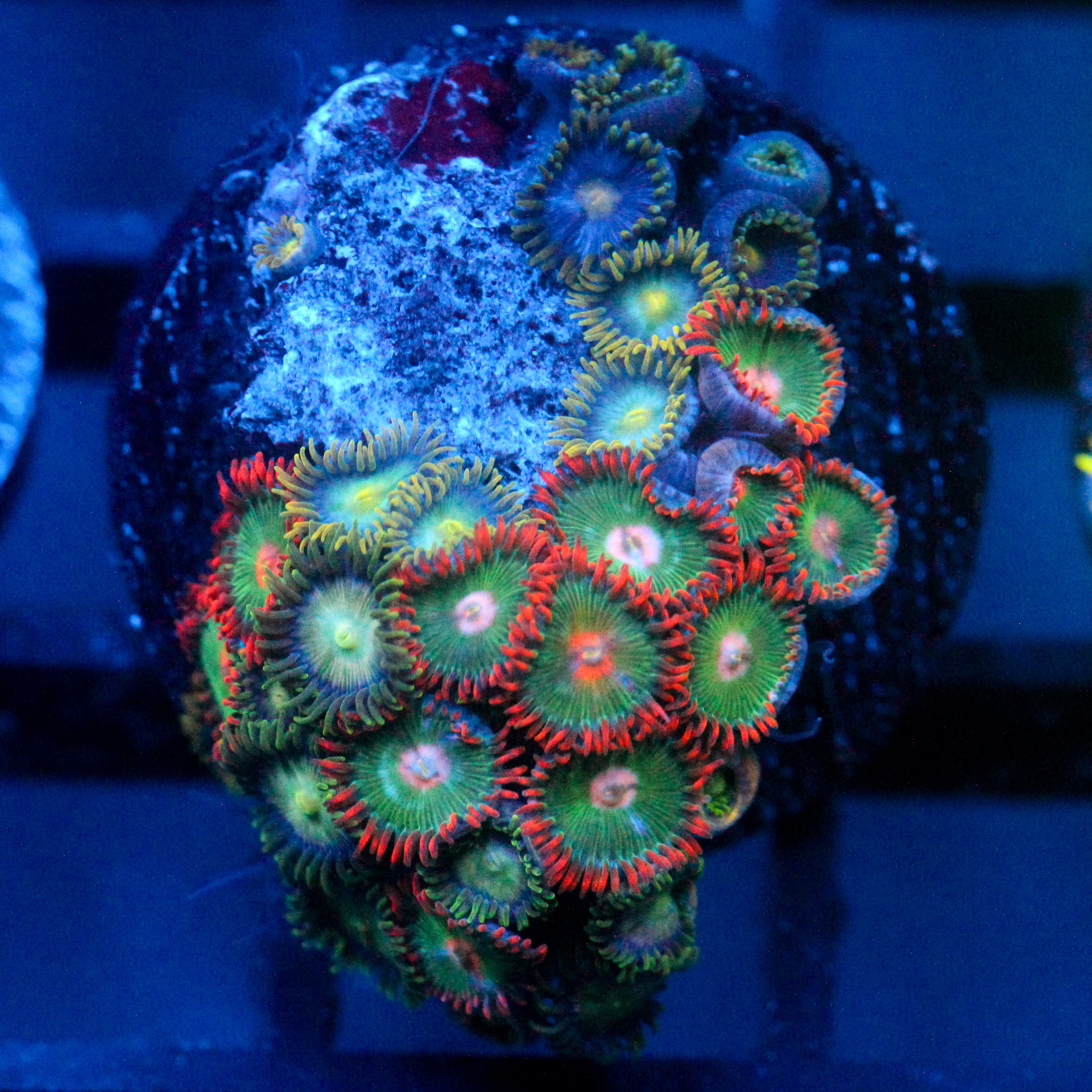 JC Gatorade Zoanthids Mix