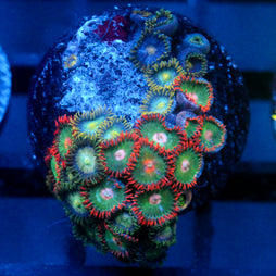 JC Gatorade Zoanthids Mix