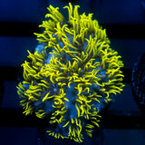JC Lime Wire Gsp