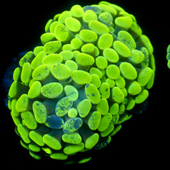 JC Neon Splatter Hammer