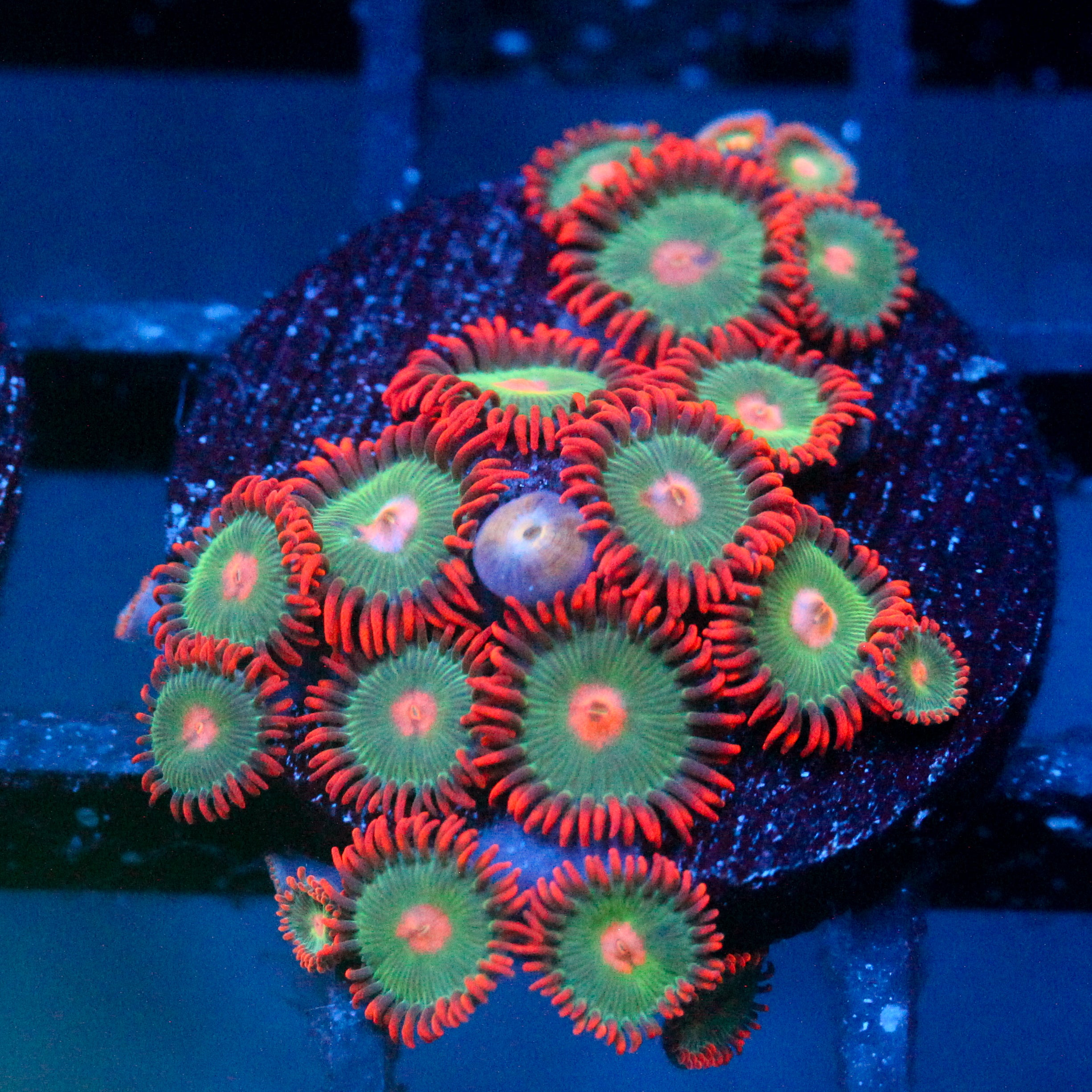 JC Gatorade Zoanthids
